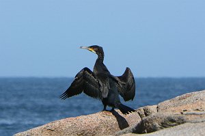 Cormorant, Great, 2017-09079658 Halibut Point State Park, MA